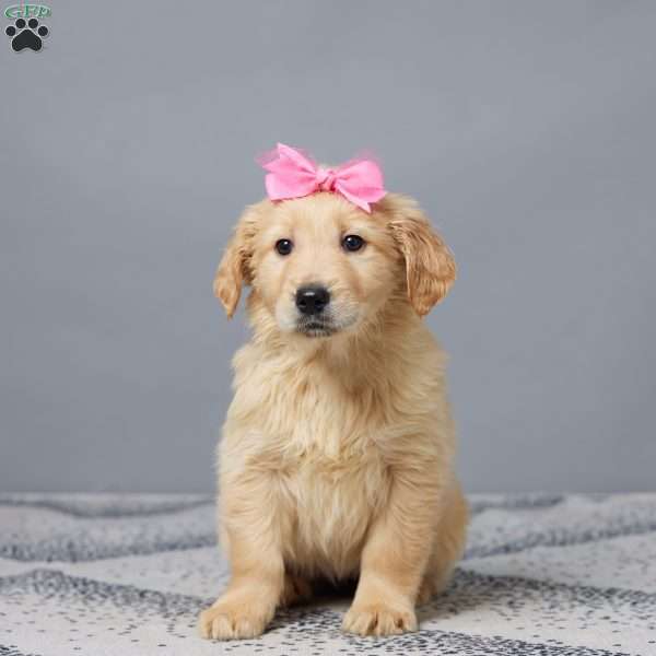 Sue, Golden Retriever Puppy